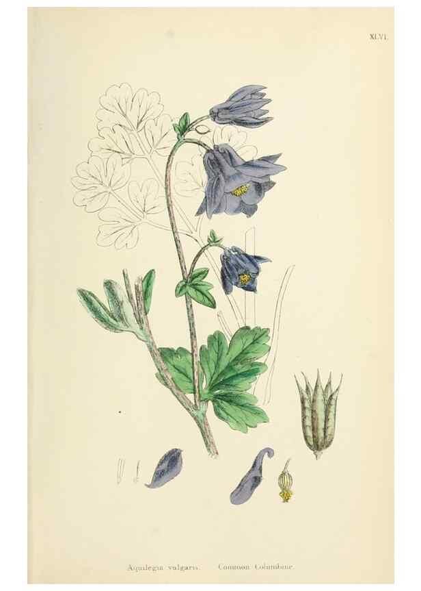 Reproducción/Reproduction 48717319562: English botany, or, Coloured figures of British plants /. London :R. Hardwicke,1863-1886.. 