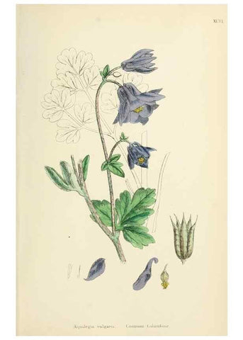 Reproducción/Reproduction 48717319562: English botany, or, Coloured figures of British plants /. London :R. Hardwicke,1863-1886.. 