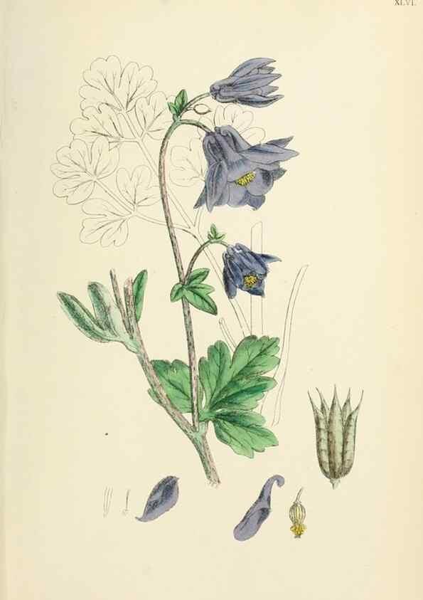 Reproducción/Reproduction 48717319562: English botany, or, Coloured figures of British plants /. London :R. Hardwicke,1863-1886.. 