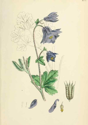 Reproducción/Reproduction 48717319562: English botany, or, Coloured figures of British plants /. London :R. Hardwicke,1863-1886.. 