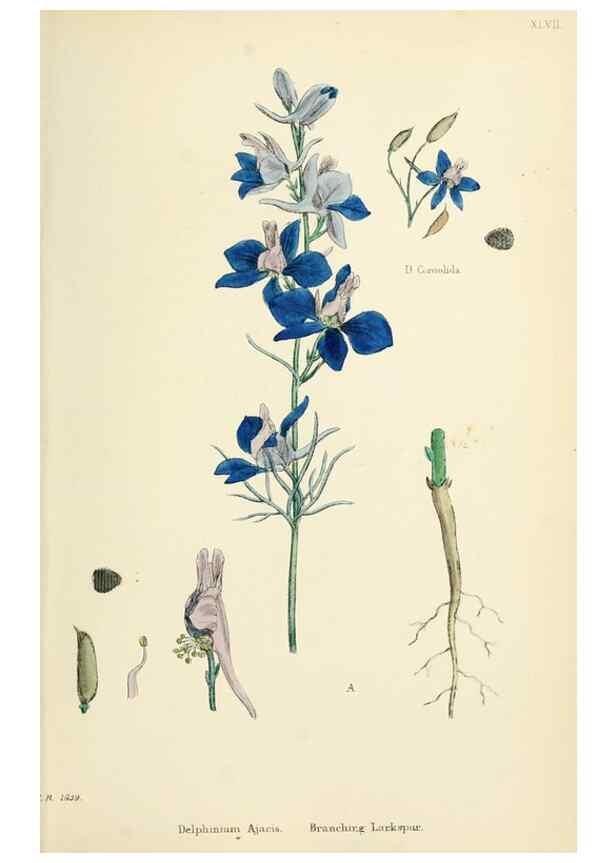 Reproducción/Reproduction 48716813673: English botany, or, Coloured figures of British plants /. London :R. Hardwicke,1863-1886.. 