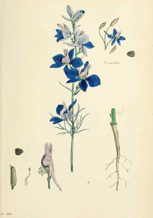 Reproducción/Reproduction 48716813673: English botany, or, Coloured figures of British plants /. London :R. Hardwicke,1863-1886.. 