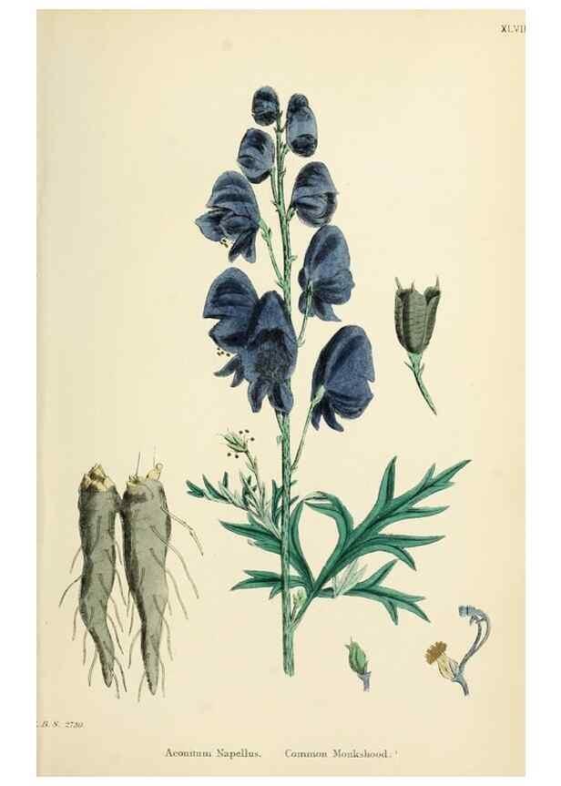Reproducción/Reproduction 48717149821: English botany, or, Coloured figures of British plants /. London :R. Hardwicke,1863-1886.. 