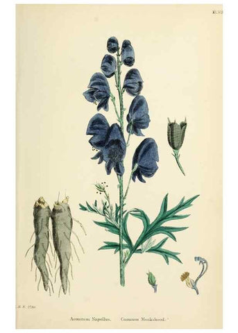 Reproducción/Reproduction 48717149821: English botany, or, Coloured figures of British plants /. London :R. Hardwicke,1863-1886.. 