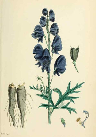 Reproducción/Reproduction 48717149821: English botany, or, Coloured figures of British plants /. London :R. Hardwicke,1863-1886.. 