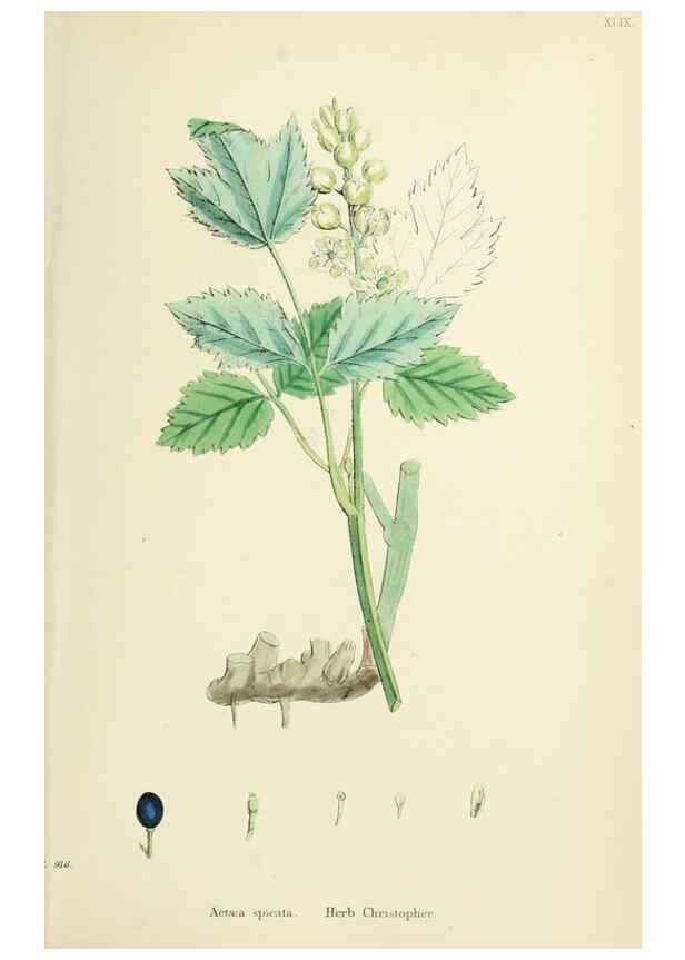 Reproducción/Reproduction 48717320732: English botany, or, Coloured figures of British plants /. London :R. Hardwicke,1863-1886.. 