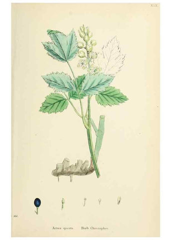 Reproducción/Reproduction 48717320732: English botany, or, Coloured figures of British plants /. London :R. Hardwicke,1863-1886.. 