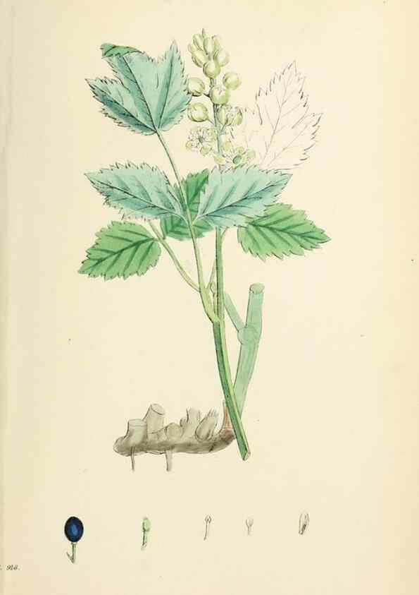 Reproducción/Reproduction 48717320732: English botany, or, Coloured figures of British plants /. London :R. Hardwicke,1863-1886.. 