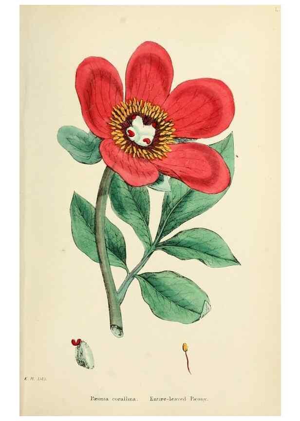 Reproducción/Reproduction 48717150601: English botany, or, Coloured figures of British plants /. London :R. Hardwicke,1863-1886.. 
