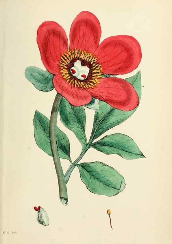Reproducción/Reproduction 48717150601: English botany, or, Coloured figures of British plants /. London :R. Hardwicke,1863-1886.. 