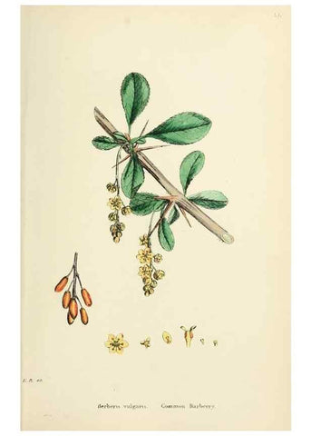 Reproducción/Reproduction 48717150971: English botany, or, Coloured figures of British plants /. London :R. Hardwicke,1863-1886.. 