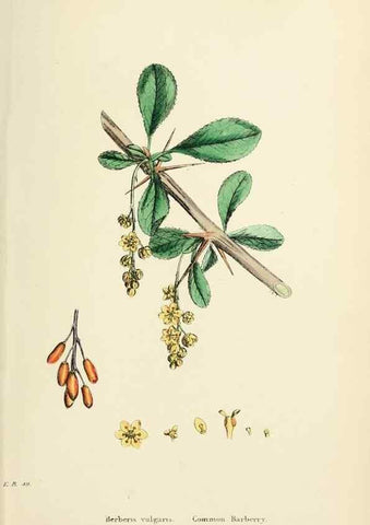 Reproducción/Reproduction 48717150971: English botany, or, Coloured figures of British plants /. London :R. Hardwicke,1863-1886.. 