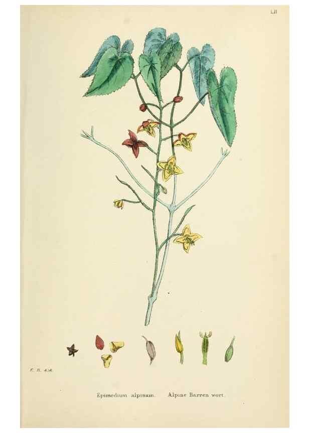 Reproducción/Reproduction 48717321677: English botany, or, Coloured figures of British plants /. London :R. Hardwicke,1863-1886.. 