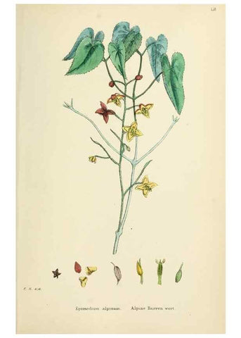Reproducción/Reproduction 48717321677: English botany, or, Coloured figures of British plants /. London :R. Hardwicke,1863-1886.. 