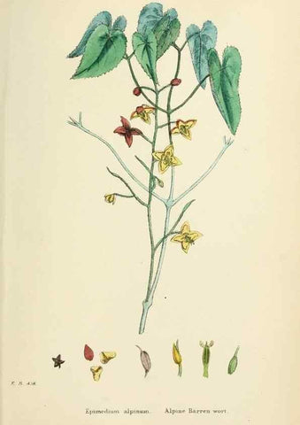 Reproducción/Reproduction 48717321677: English botany, or, Coloured figures of British plants /. London :R. Hardwicke,1863-1886.. 