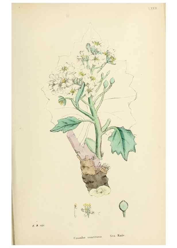Reproducción/Reproduction 48717331232: English botany, or, Coloured figures of British plants /. London :R. Hardwicke,1863-1886.. 