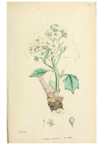 Reproducción/Reproduction 48717331232: English botany, or, Coloured figures of British plants /. London :R. Hardwicke,1863-1886.. 