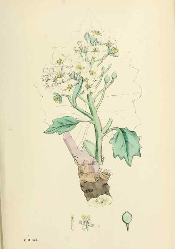 Reproducción/Reproduction 48717331232: English botany, or, Coloured figures of British plants /. London :R. Hardwicke,1863-1886.. 