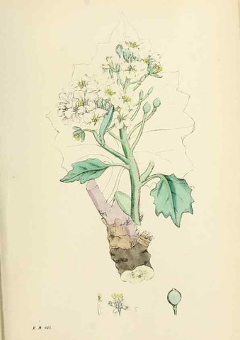 Reproducción/Reproduction 48717331232: English botany, or, Coloured figures of British plants /. London :R. Hardwicke,1863-1886.. 