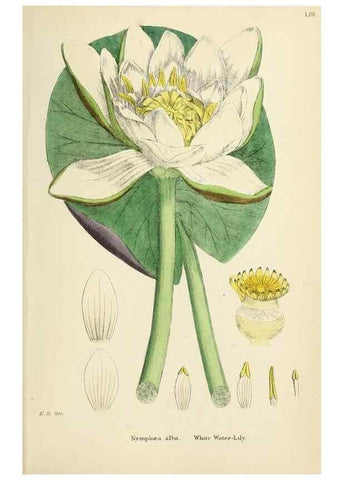Reproducción/Reproduction 48716815773: English botany, or, Coloured figures of British plants /. London :R. Hardwicke,1863-1886.. 