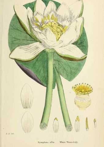 Reproducción/Reproduction 48716815773: English botany, or, Coloured figures of British plants /. London :R. Hardwicke,1863-1886.. 