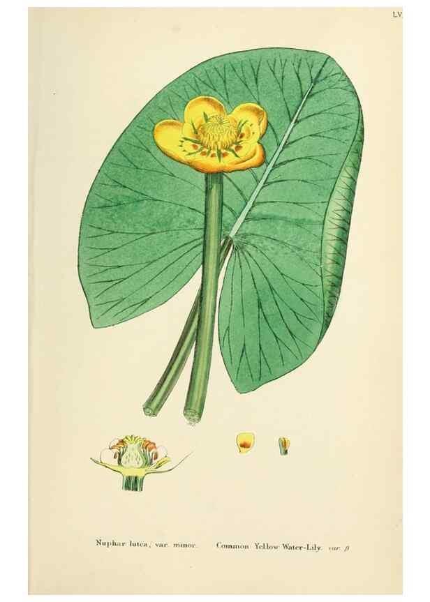 Reproducción/Reproduction 48717152261: English botany, or, Coloured figures of British plants /. London :R. Hardwicke,1863-1886.. 