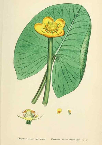 Reproducción/Reproduction 48717152261: English botany, or, Coloured figures of British plants /. London :R. Hardwicke,1863-1886.. 