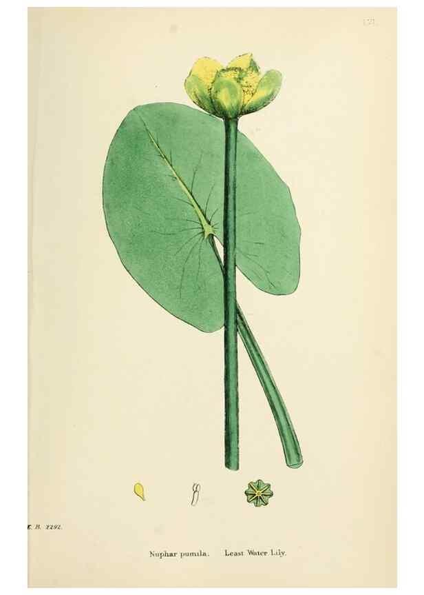 Reproducción/Reproduction 48716816803: English botany, or, Coloured figures of British plants /. London :R. Hardwicke,1863-1886.. 