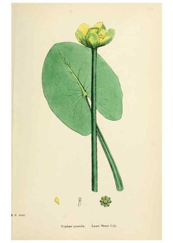 Reproducción/Reproduction 48716816803: English botany, or, Coloured figures of British plants /. London :R. Hardwicke,1863-1886.. 