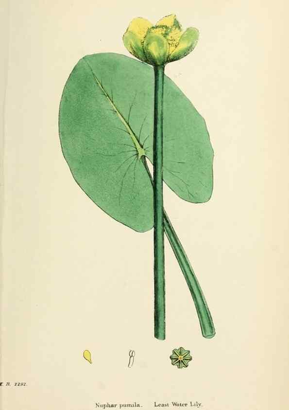 Reproducción/Reproduction 48716816803: English botany, or, Coloured figures of British plants /. London :R. Hardwicke,1863-1886.. 