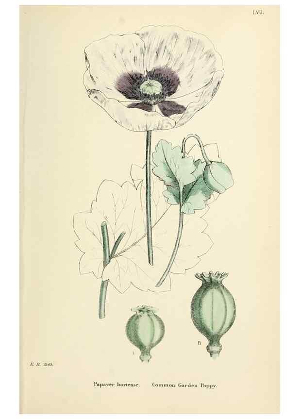 Reproducción/Reproduction 48717152856: English botany, or, Coloured figures of British plants /. London :R. Hardwicke,1863-1886.. 
