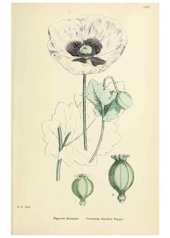 Reproducción/Reproduction 48717152856: English botany, or, Coloured figures of British plants /. London :R. Hardwicke,1863-1886.. 