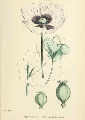 Reproducción/Reproduction 48717152856: English botany, or, Coloured figures of British plants /. London :R. Hardwicke,1863-1886.. 