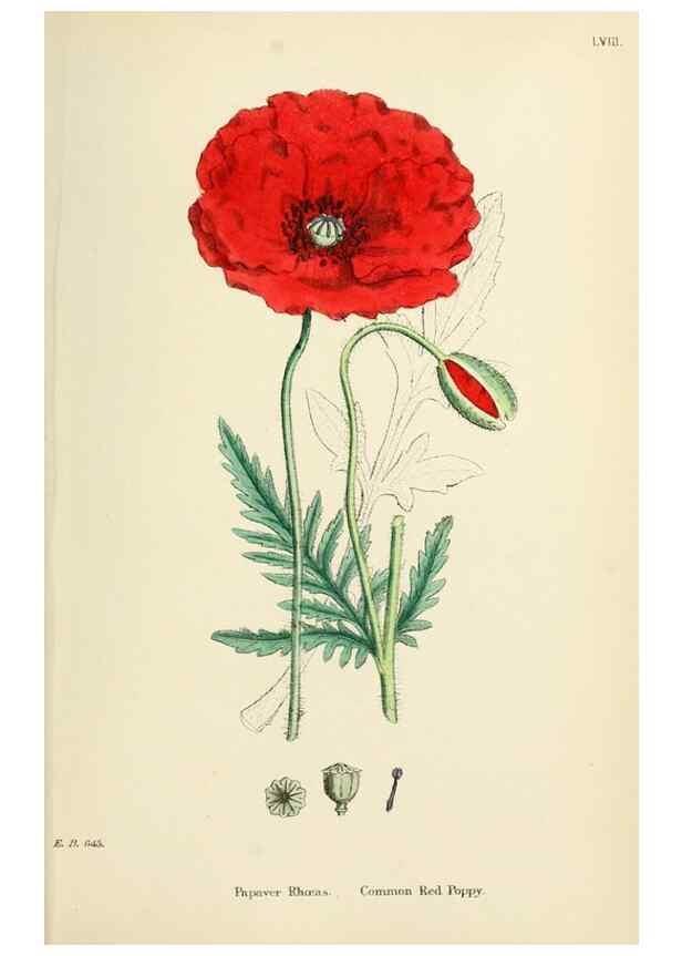 Reproducción/Reproduction 48716817543: English botany, or, Coloured figures of British plants /. London :R. Hardwicke,1863-1886.. 