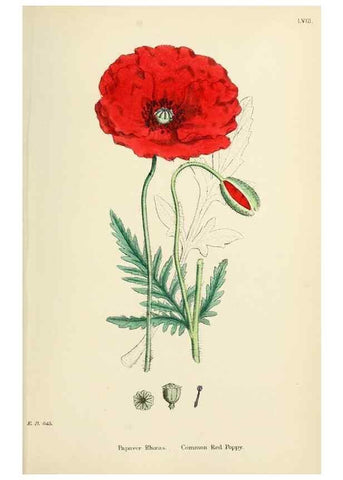 Reproducción/Reproduction 48716817543: English botany, or, Coloured figures of British plants /. London :R. Hardwicke,1863-1886.. 