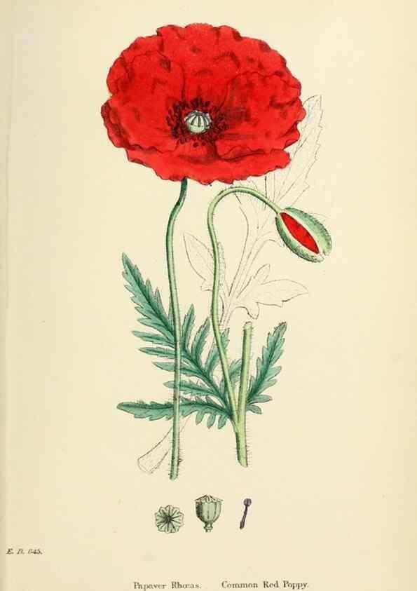 Reproducción/Reproduction 48716817543: English botany, or, Coloured figures of British plants /. London :R. Hardwicke,1863-1886.. 