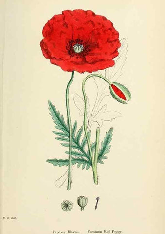Reproducción/Reproduction 48716817543: English botany, or, Coloured figures of British plants /. London :R. Hardwicke,1863-1886.. 