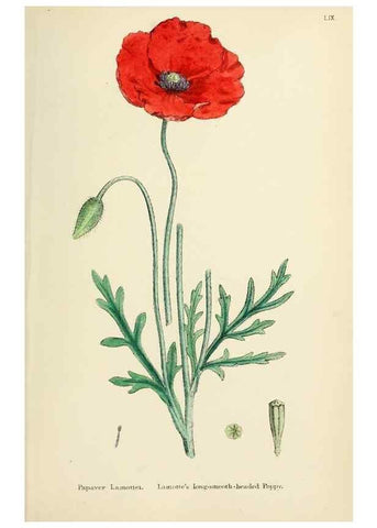 Reproducción/Reproduction 48717153461: English botany, or, Coloured figures of British plants /. London :R. Hardwicke,1863-1886.. 