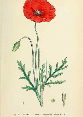 Reproducción/Reproduction 48717153461: English botany, or, Coloured figures of British plants /. London :R. Hardwicke,1863-1886.. 