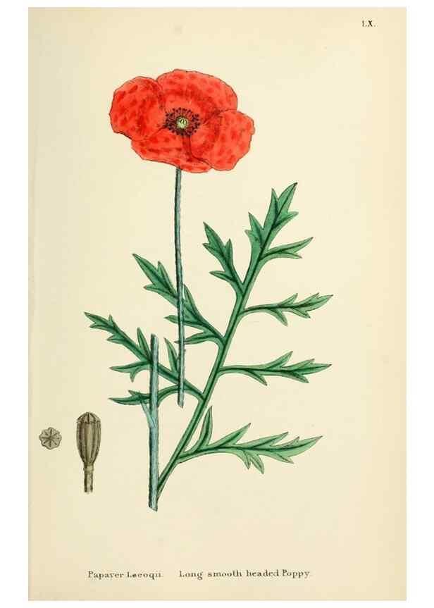 Reproducción/Reproduction 48716818523: English botany, or, Coloured figures of British plants /. London :R. Hardwicke,1863-1886.. 