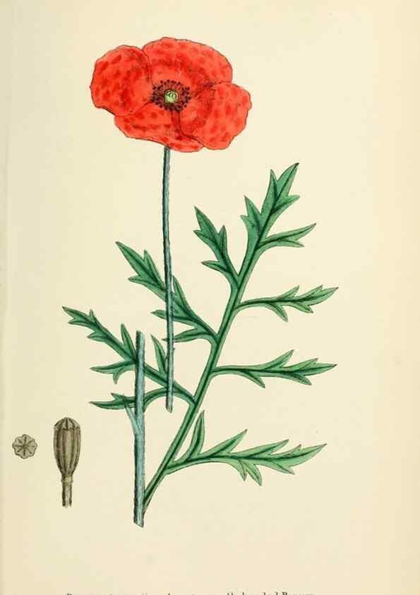 Reproducción/Reproduction 48716818523: English botany, or, Coloured figures of British plants /. London :R. Hardwicke,1863-1886.. 