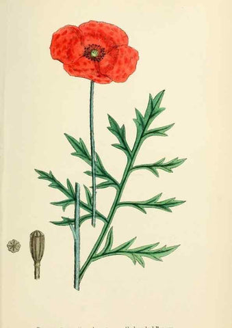 Reproducción/Reproduction 48716818523: English botany, or, Coloured figures of British plants /. London :R. Hardwicke,1863-1886.. 