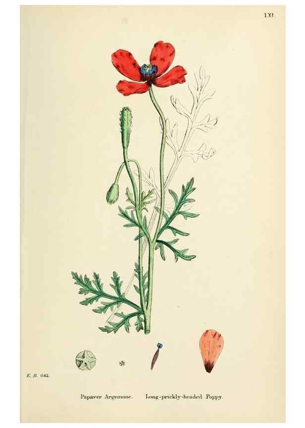 Reproducción/Reproduction 48716818918: English botany, or, Coloured figures of British plants /. London :R. Hardwicke,1863-1886.. 