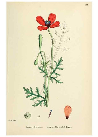 Reproducción/Reproduction 48716818918: English botany, or, Coloured figures of British plants /. London :R. Hardwicke,1863-1886.. 
