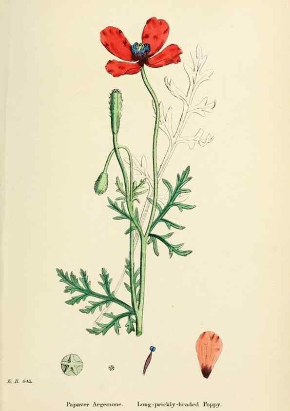 Reproducción/Reproduction 48716818918: English botany, or, Coloured figures of British plants /. London :R. Hardwicke,1863-1886.. 