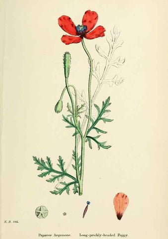 Reproducción/Reproduction 48716818918: English botany, or, Coloured figures of British plants /. London :R. Hardwicke,1863-1886.. 