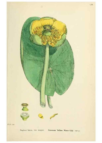 Reproducción/Reproduction 48717151891: English botany, or, Coloured figures of British plants /. London :R. Hardwicke,1863-1886.. 