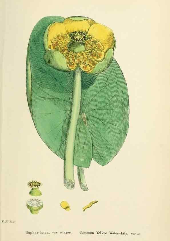 Reproducción/Reproduction 48717151891: English botany, or, Coloured figures of British plants /. London :R. Hardwicke,1863-1886.. 