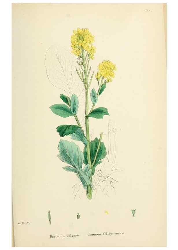 Reproducción/Reproduction 48716839338: English botany, or, Coloured figures of British plants /. London :R. Hardwicke,1863-1886.. 