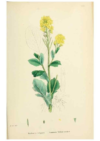 Reproducción/Reproduction 48716839338: English botany, or, Coloured figures of British plants /. London :R. Hardwicke,1863-1886.. 